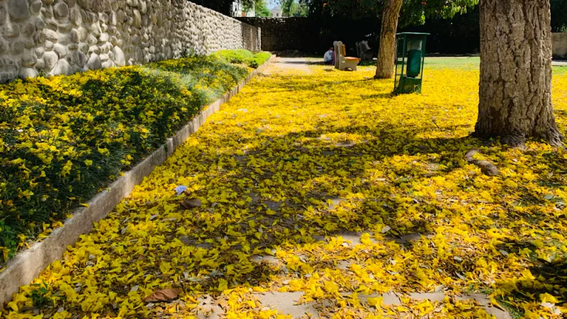 Blossoms in the Rose Garden, Chandigarh, Chandigarh