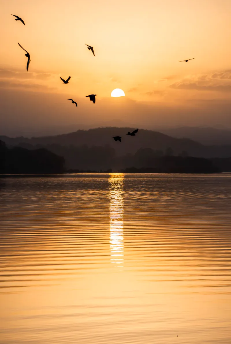 Sunset birds over Sukhna Lake, Chandigarh, Chandigarh
