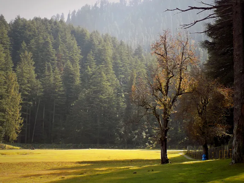Deodars by the meadow, Dalhousie, Himachal Pradesh