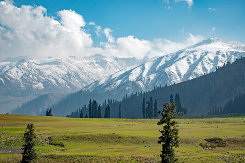 Snow peaks beyond the meadow, Dalhousie, Himachal Pradesh