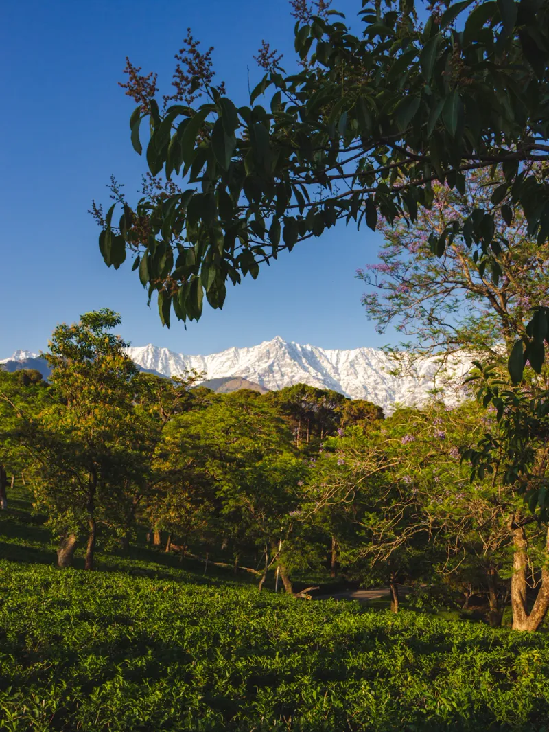 Snow peaks over the tea gardens, Dharamshala, Himachal Pradesh