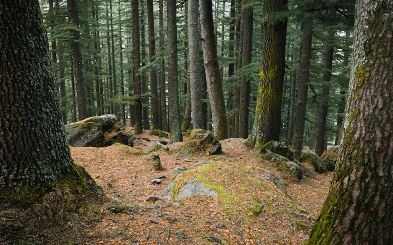 The mossy forest floor, Jibhi, Himachal Pradesh