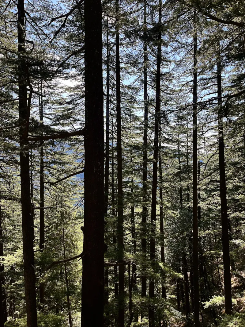 Tall deodars of Banjar, Jibhi, Himachal Pradesh