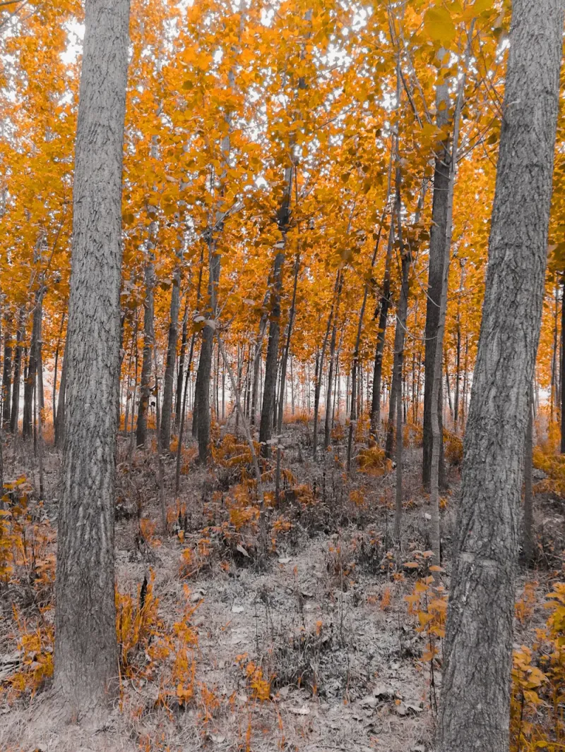 Golden autumn woods, Jibhi, Himachal Pradesh