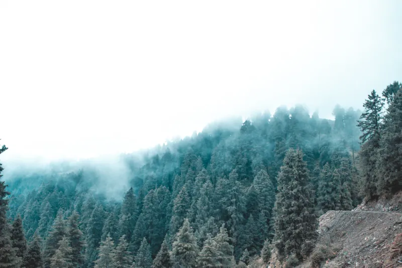 Mist over the pines, Jibhi, Himachal Pradesh