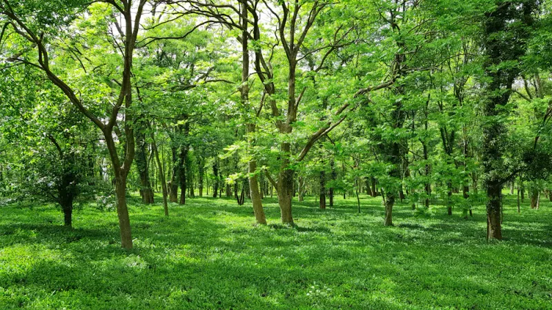 A sunlit forest clearing, Jibhi, Himachal Pradesh