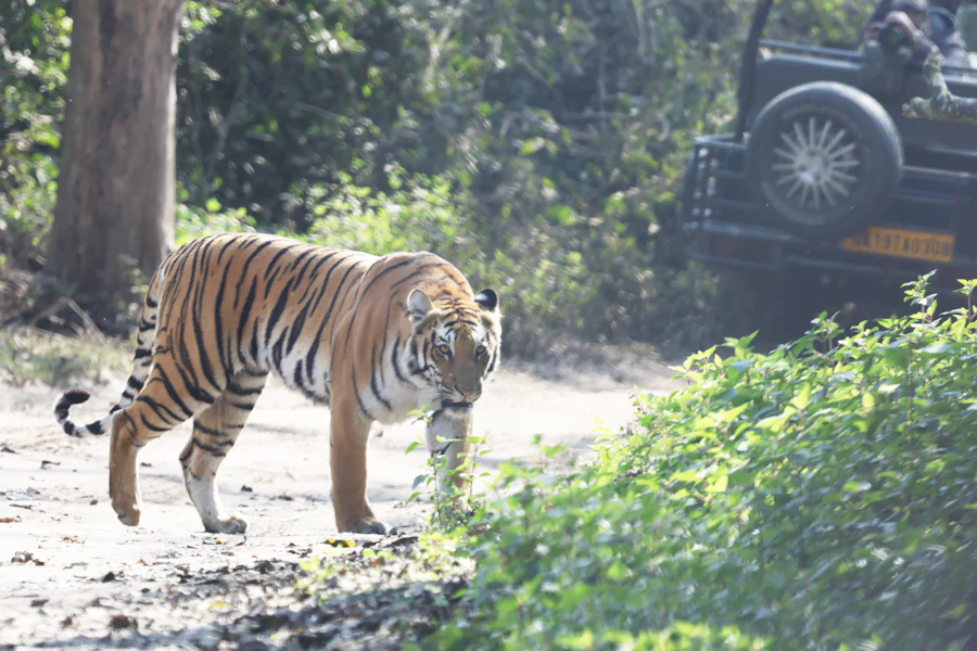 Jim Corbett, Uttarakhand sample photo 1