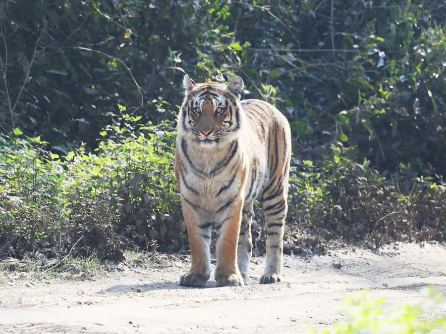 Jim Corbett, Uttarakhand sample photo 2