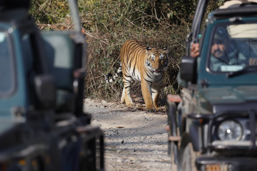 Jim Corbett, Uttarakhand sample photo 3