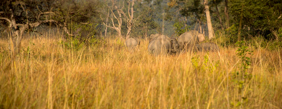 Jim Corbett, Uttarakhand sample photo 5