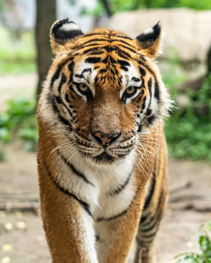 Wildlife and Safari
