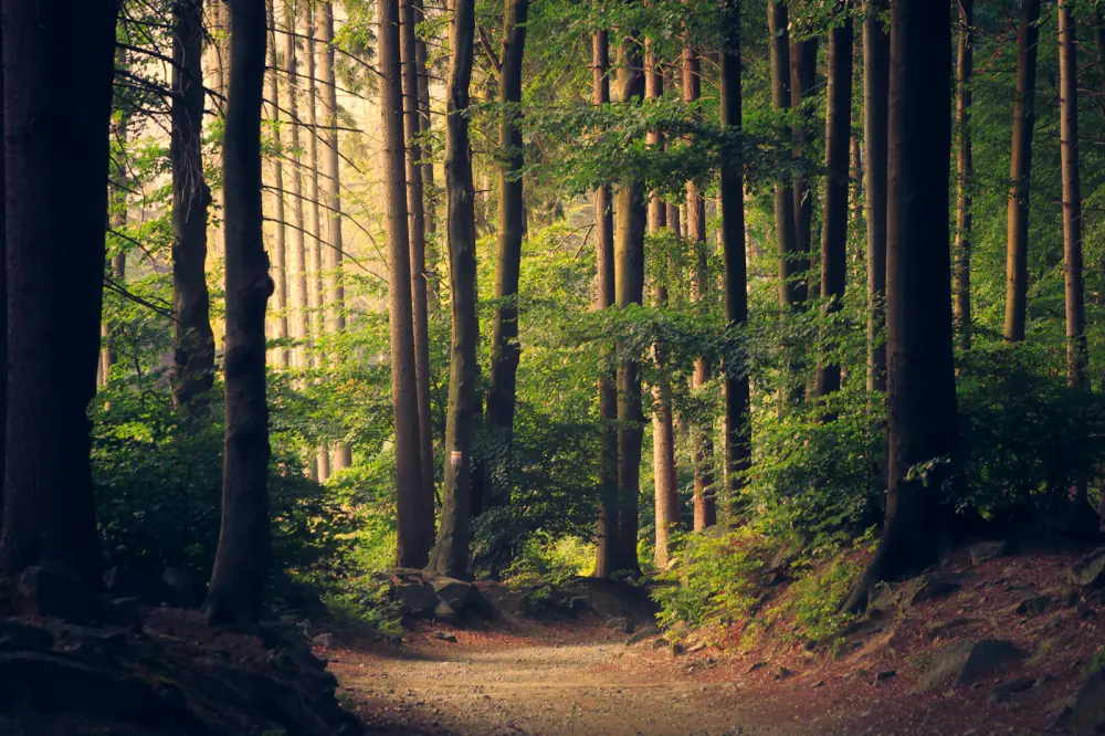 Quiet forest trail